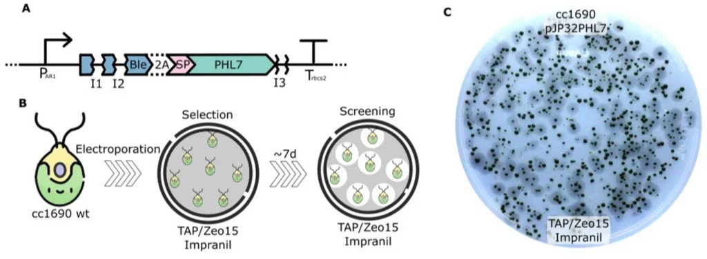 PR-RecombinantePetase